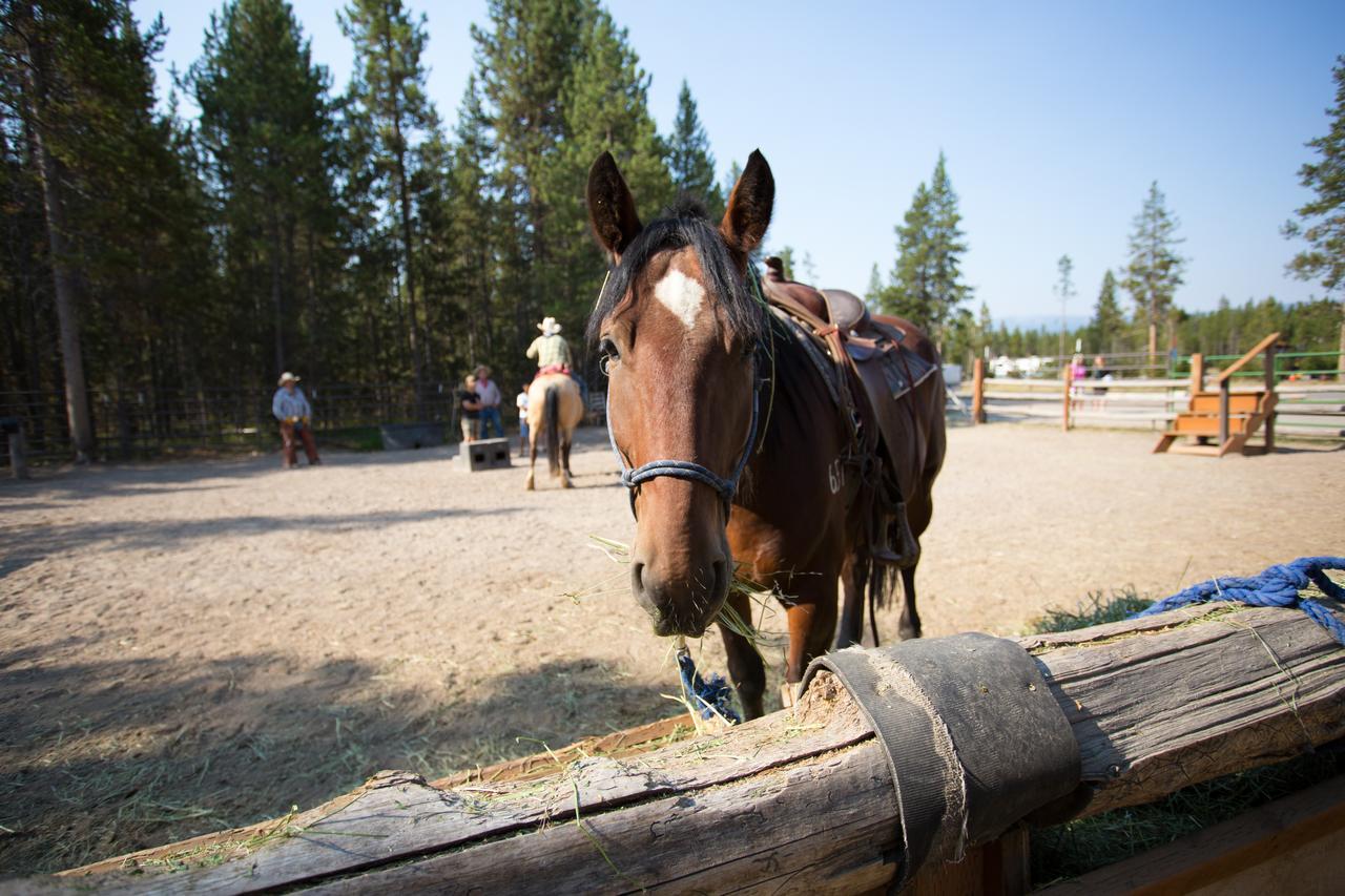 Headwaters Lodge & Cabins At Flagg Ranch Moran Exteriér fotografie